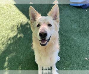 Medium German Shepherd Dog