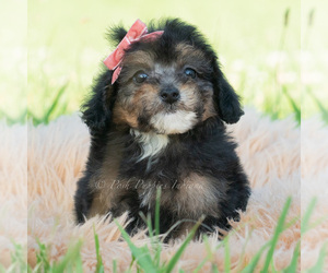 Medium Poodle (Miniature)