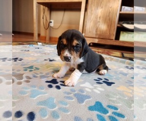 Medium Beagle
