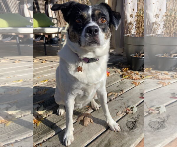 Medium Photo #6 Mutt Puppy For Sale in Crystal, MN, USA