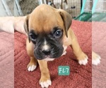 Puppy Tjarks  FL7 Boxer