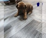 Puppy Dark Blue Boy Rhodesian Ridgeback