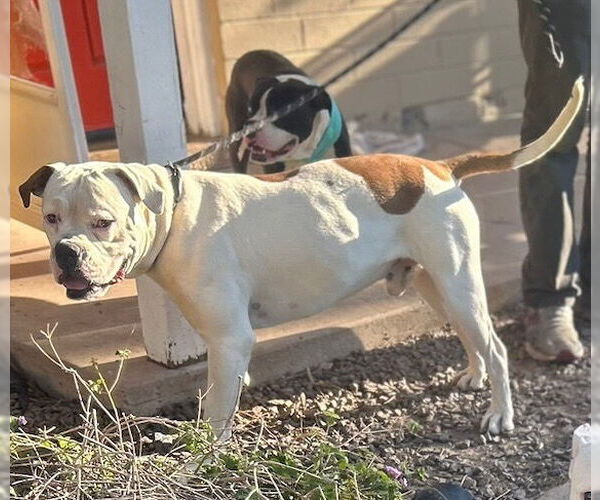 Medium Photo #2 Bulloxer Puppy For Sale in Phoenix, AZ, USA