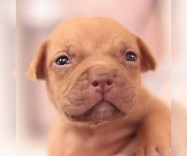 Medium Photo #14 Mutt Puppy For Sale in Philadelphia, PA, USA