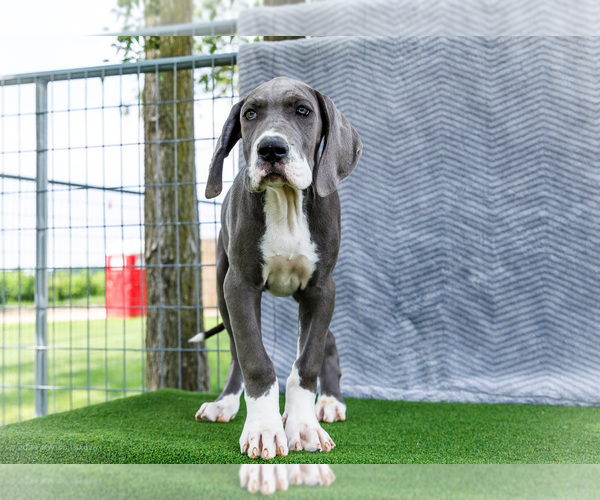 Medium Photo #4 Great Dane Puppy For Sale in WAKARUSA, IN, USA