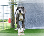 Small Photo #4 Great Dane Puppy For Sale in WAKARUSA, IN, USA