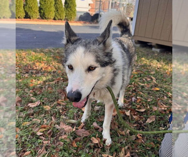 Medium Photo #1 Siberian Husky-Unknown Mix Puppy For Sale in Murfreesboro, TN, USA
