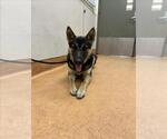 Small German Shepherd Dog