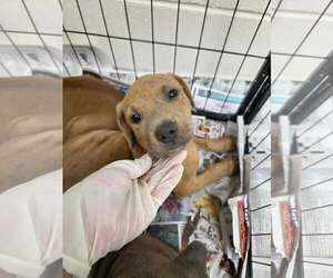 Labrador Retriever-Unknown Mix Dogs for adoption in SHERBURNE, NY, USA