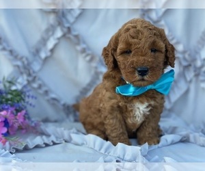 Goldendoodle Puppy for sale in LANCASTER, PA, USA