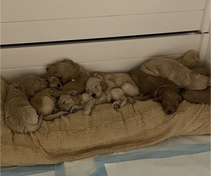 Goldendoodle Litter for sale in CHANDLER, AZ, USA
