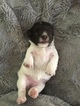 Small Photo #1 Schnauzer (Standard) Puppy For Sale in SANTA SUSANA, CA, USA