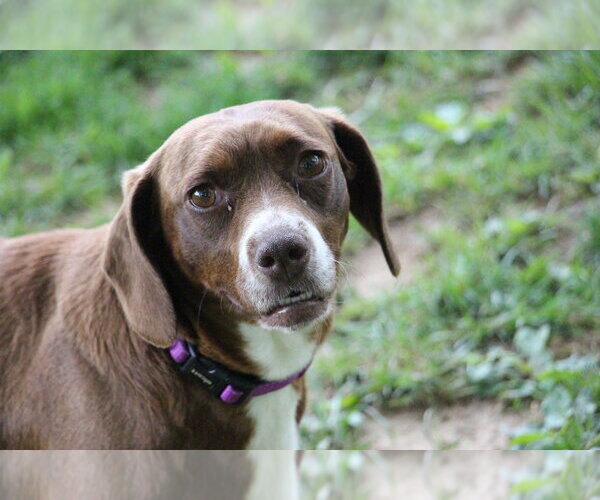 Medium Photo #1 Doxle Puppy For Sale in Aurora, IN, USA