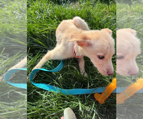 Medium Photo #2 Siberian Husky-Unknown Mix Puppy For Sale in Springdale, PA, USA