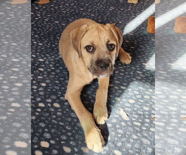 Medium Photo #9 American Pit Bull Terrier-Bulldog Mix Puppy For Sale in Raleigh, NC, USA