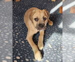 Small #8 American Pit Bull Terrier-Bulldog Mix