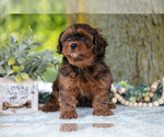 Small #1 Poodle (Miniature)-ShihPoo Mix