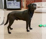 Small Labrador Retriever-Pembroke Welsh Corgi Mix