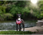 Small #12 American Pit Bull Terrier Mix