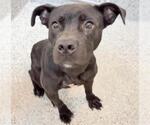 Small #1 Labrador Retriever Mix