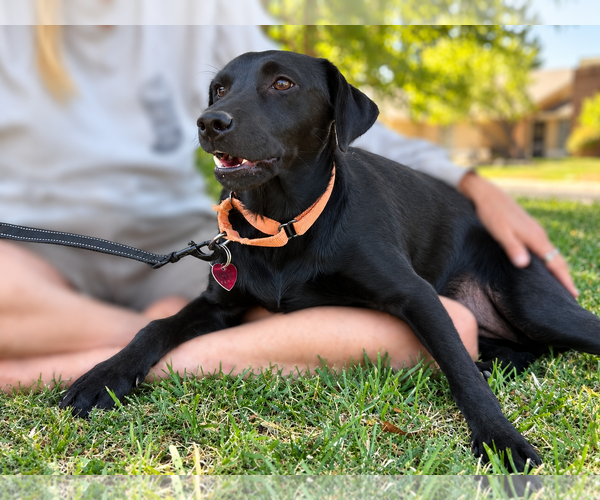 Medium Photo #4 Labrador Retriever Puppy For Sale in Clovis, CA, USA