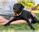 Small #3 Labrador Retriever