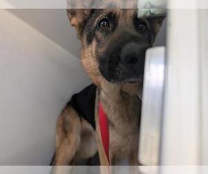 German Shepherd Dog Dogs for adoption in Houston, TX, USA
