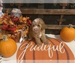 Small #1 Cavapoo