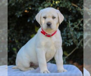 Labrador Retriever Puppy for sale in DENVER, PA, USA