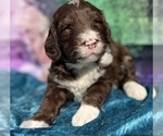 Small Photo #6 Bernedoodle Puppy For Sale in BLUE SPRINGS, MO, USA