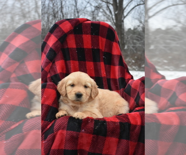 Medium Photo #8 Golden Retriever Puppy For Sale in MARSHALL, VA, USA