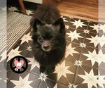 Small #1 Pomeranian