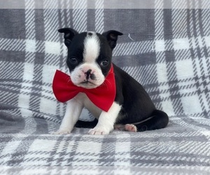 Boston Terrier Puppy for sale in LAKELAND, FL, USA