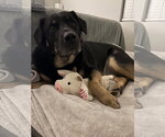 Small Great Pyrenees Mix