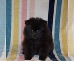 Puppy Luna Pomeranian
