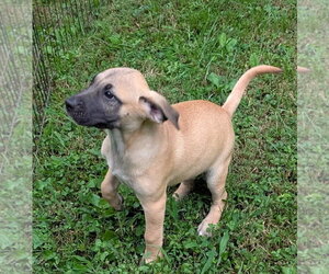 Charlotte - Female Boxador Dog for Adoption - Photo #3