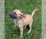 Small Photo #3 Boxador Puppy For Sale in Southbury, CT, USA
