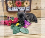 Small Photo #2 Faux Frenchbo Bulldog Puppy For Sale in BOONE, IA, USA