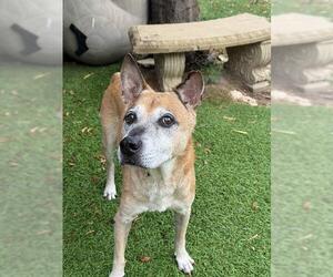 German Shepherd Dog-Unknown Mix Dogs for adoption in Sugar Land, TX, USA