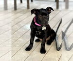 Small #1 Labrador Retriever Mix