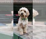 Small Photo #1 Cavapoo-Poodle (Standard) Mix Puppy For Sale in MILLINGTON, MI, USA