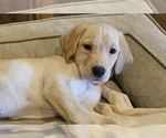 Small Photo #3 Labrador Retriever Puppy For Sale in ROSE HILL, KS, USA