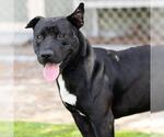 Small #1 American Pit Bull Terrier-Labrador Retriever Mix