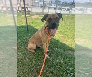 Medium Mastiff Mix