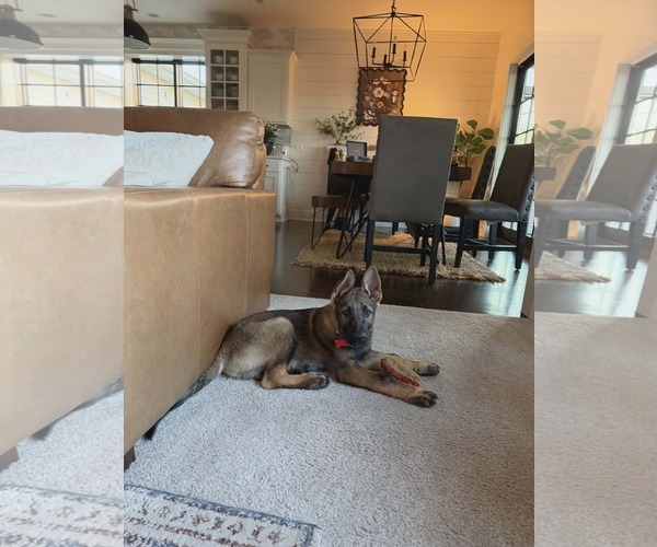 Medium Photo #6 German Shepherd Dog Puppy For Sale in Gretna, NE, USA