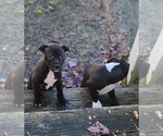 Small Photo #4 American Pit Bull Terrier Puppy For Sale in GLN ALLN, VA, USA
