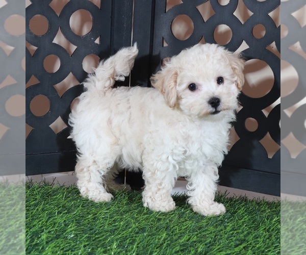 Medium Photo #1 Bichpoo Puppy For Sale in MOUNT VERNON, OH, USA