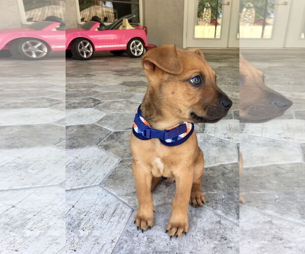 Medium Photo #12 Black Mouth Cur-Boxer Mix Puppy For Sale in Valrico, FL, USA
