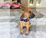 Small #11 Black Mouth Cur-Boxer Mix