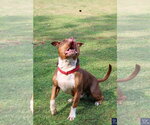 Small #6 American Pit Bull Terrier-American Staffordshire Terrier Mix